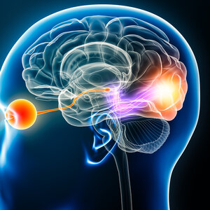 Illustration of a human head showing the optic nerve connecting the eye to the visual cortex.
