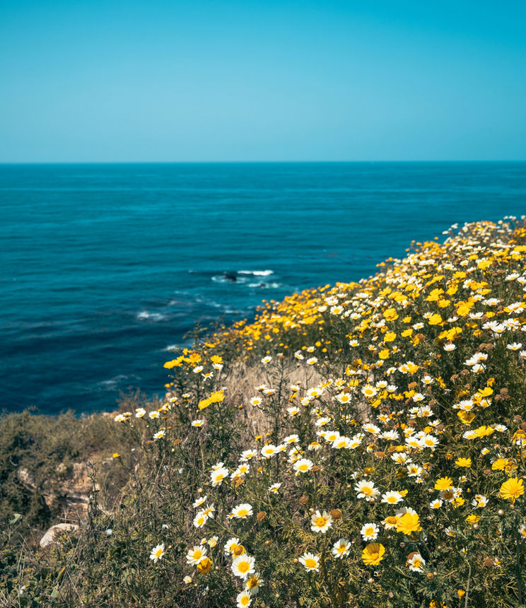 Yellow wildflowers on a coastal bluff above the ocean.